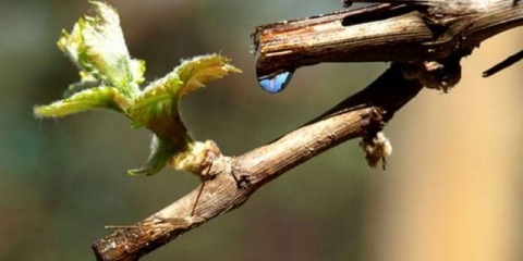 Grožđe plače nakon rezidbe šta da radi